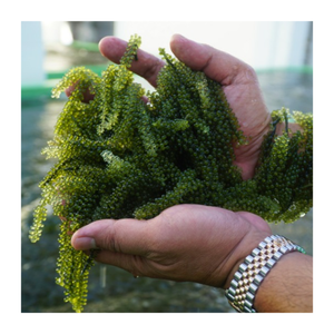 Premium Vietnam Sea <b>Grape</b> - <b>Fresh</b> & Dehydrated Sea <b>Grape</b> Bulk Supply Ready to Export at Great Price - Product Image 3
