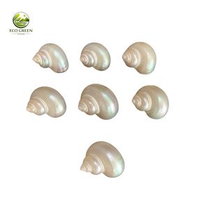 เปลือกหอยกุ้งก้ามกรามเทอร์โบขายส่ง เปลือกหอยทะเลสีเขียวธรรมชาติสำหรับเป็นที่อยู่อาศัยของสัตว์เลี้ยงและตกแต่งตู้ปลา - Product Image 3