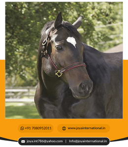 Produits pour chevaux personnalisés styliste tête de cheval licou en cuir rembourré de l'Inde pliée - Product Image 2