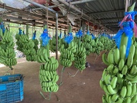 Beste Kwaliteit-Verse En Heerlijke Cavendish Banaan-Tropische Banane Stijl Cavendish Op Maat-Natuurlijke Groene Bananen-Anna Do