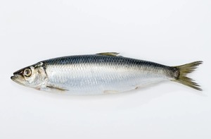 Frozen Horsmakreel Prijs Hele Ronde Hgt Ronde Scad Vis Land Iqf Bevroren Pacific Makreel 20Kg Doos
