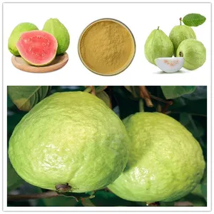 Psidium guajava Linn. Estratto di frutta Guava estratto di frutta Guava