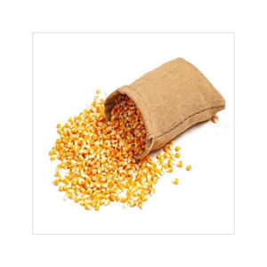 Maíz Amarillo Fresco de Primera Calidad con Envío Rápido para Compras al por Mayor y Reventa - Product Image 2