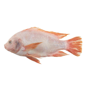 ปลานิลดำแช่แข็งพรีเมียม - ผู้จัดจำหน่ายปลานิลดำขายส่ง - Product Image 3