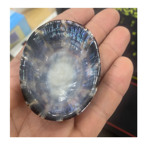 Limpet Shell utilizado en proyectos de bricolaje y decoración Marina por el exportador de Vietnam 99 Gold Data Lappet Shell Supplier - Product Image 5