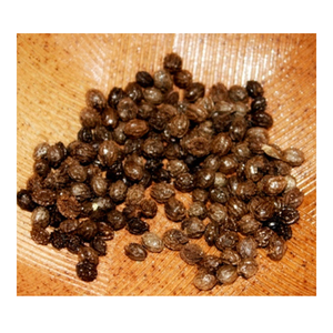 Semillas de papaya secas de alta calidad, semillas de papaya cruda de Vietnam, empresa de hierbas preservadas, empaquetadas a granel por el proveedor principal - Product Image 1