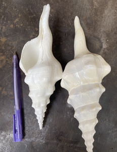 Material de Concha de Tonna Pulida para Aplicaciones Artísticas de Decoración del Hogar, Seleccionado a Mano en Zonas Costeras de Vietnam - Product Image 6