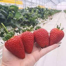 Fraises Fraîches Biologiques en Gros - Qualité Supérieure Goût Naturel 25kg Durée de Conservation 24 Jours - Product Image 2