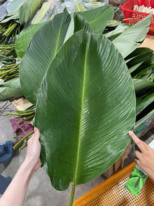 ใบดงสดและสีเขียว/คัดสรรอย่างดี/ราคาไม่แพง/ผลิตในเวียดนาม - Product Image 4