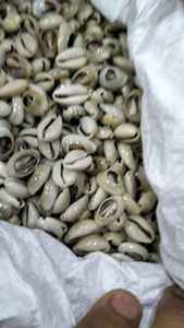 Coquillages de mer naturels faits sur mesure Trésors de l'océan d'origine éthique pour l'artisanat, la décoration et les bijoux - Product Image 5