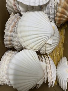 In 2024, Handmade Bulk Premium Pecten Scallop Shells From the Vietnam Ocean Will Be Perfect for the Beach - Product Image 4