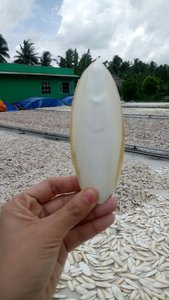 Cuttlefish-Polvo de hueso de sepia, mejor grado de Vietnam - Product Image 3