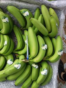 Vietnamese Good Quality Fresh Cavendish <b>Banana</b> <b>Sweet</b> Cavendish <b>Banana</b> Green Premium Quality Cavendish <b>Banana</b> for Export - Product Image 3