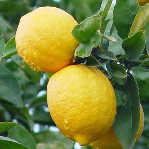 Fresh Adalia Lemon Premium Harvest Fresh Adalia Lemon disponible con sabor y aroma a cítricos naturales 100% - Product Image 2