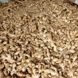 Jengibre fresco, jengibre fresco de proveedor vietnamita, jengibre fresco con buena calidad, vacaciones, gran oferta - Product Image 4