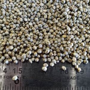High Nutrition Dried Yellow Hulled <b>Millet</b> Origin China Factory Directly Supply Yellow <b>Millet</b> - Product Image 2