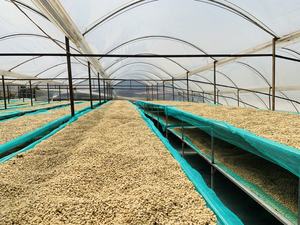 Nouvelle récolte 2026 Grains de café vert Robusta du Vietnam |   Grains entiers |   Approvisionnement en gros - Product Image 5