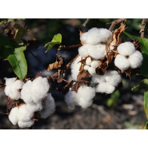 Material de Relleno de Kapok 100% Reciclado y Ecológico, Kapok Crudo Natural Blanco de Brasil, Grado A, en Venta/Fardos - Product Image 1