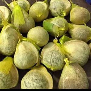 Distributeur de cire de noix de coco entier, cire de noix de coco pour esporter, fabriqué en noix de coco au Vietnam, vacances - Product Image 5