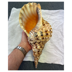 Coquille de Triton naturel grande décoration de coquille de mer belle coquille de Triton d'artisanat d'océan vente en gros fournisseur d'ornement marin d'exportation - Product Image 2