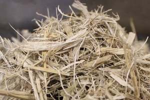 Bagasse séchée écologique pour l'alimentation du bétail - Résidu de canne à sucre riche en fibres - Source d'énergie biomasse durable - Product Image 2