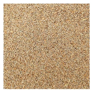 Fournisseur en gros de stock frais en vrac de grains de seigle biologique - Product Image 2