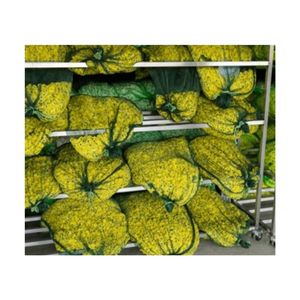 TOP SELLING Hand Picked White Chrysanthemum Buds for Stress Relieving Infusions Supporting Immune Support and Gentle Relaxation. - Product Image 5