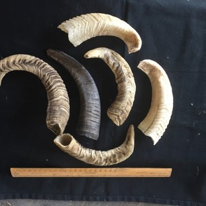 Venta al por mayor de masticables de cuerno de oveja-Paquete a granel de 200 piezas para tiendas de mascotas (MOQ 500) - Product Image 3