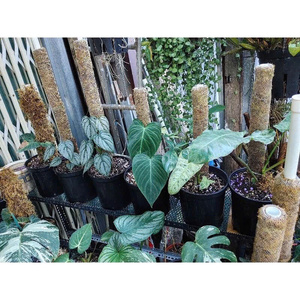 มอสกองไม้เวียดนามแบบแห้งสำหรับเฟอร์นิเจอร์ใช้ในสินค้าเกษตร - Product Image 3