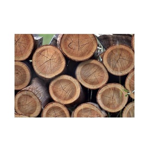 Troncos de madera de eucalipto – Madera cortada con precisión para procesamiento industrial y aserraderos - Product Image 2