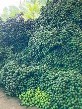 FRUTA ENTERA PREMIUM CONGELADA BETEL/ORIGEN DE PLANTA NATURAL/FÓRMULA DE ETIQUETA LIMPIA/CONSERVADORES CERO - Product Image 6