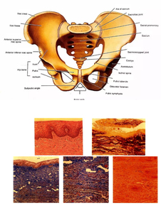 Sistem Perawatan Intim Profesional untuk Pengencangan Vagina, Nyeri Menstruasi & Kesehatan Panggul, Perawatan Intim Komprehensif - Product Image 2