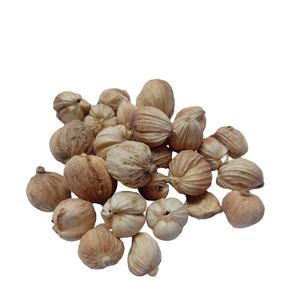 Cardamomo Blanco Orgánico Indonesio de Alta Calidad, Producto Agrícola Premium, Precios Competitivos, Proveedor Mayorista para Pedidos al por Mayor - Product Image 5
