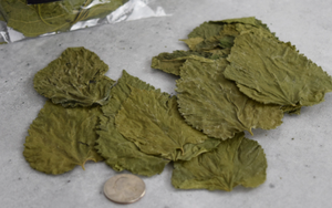 ใบสตรอเบอรี่ออร์แกนิกผลิตภัณฑ์จากเวียดนาม - Product Image 6