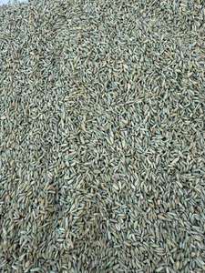 Graines de fenouil crues de haute qualité d'origine égyptienne pour la cuisine et la pâtisserie - Product Image 6