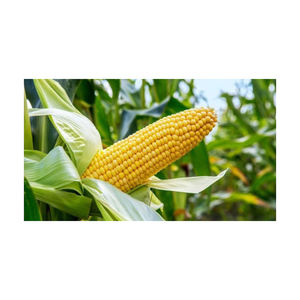 60% poudre de farine de gluten de maïs de qualité alimentaire protéinée maïs blanc séché pour l'alimentation animale maïs jaune - Product Image 3