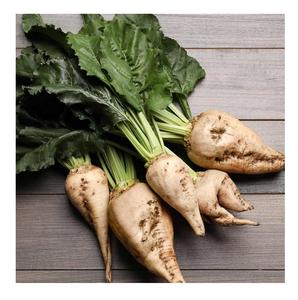 หัวบีทน้ำตาลจำนวนมากสำหรับโรงงานผลิตน้ำตาลและผู้แปรรูป - Product Image 3