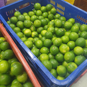 Citrons frais sans pépins du Vietnam avec une longue durée de conservation et un rendement en jus élevé, parfaits pour l'exportation, la vente en gros et l'emballage au détail - Product Image 1