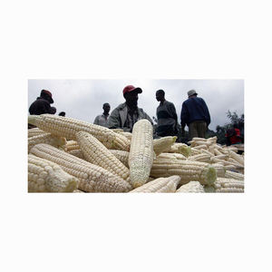 Maíz de maíz blanco de la mejor calidad para alimentación animal - Product Image 4