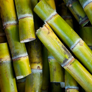 Caña de Azúcar Fresca Orgánica, Sin OMG y de Origen Agrícola Sostenible - Product Image 5