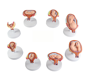 Modelo Anatómico del Desarrollo del <span class=keywords><strong>Embarazo</strong></span> Humano, 7 Piezas, Útero Seccional, Modelo de Etapas de Crecimiento del Feto, para Obstetricia y Ginecología - Product Image 3