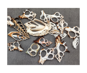 Tranches de coquillage en spirale du Vietnam pour la fabrication de bijoux décoration de la maison et artisanat de cadeaux - Product Image 1