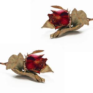 ดอกกุหลาบแห้งสีแดง | กลีบดอกหอมนุ่มสำหรับอาบน้ำและอบไอน้ำใบหน้า - Product Image 2