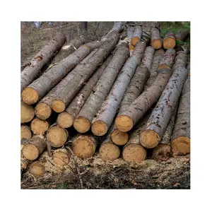 Thông gỗ bản ghi/khô gỗ bản ghi thông Gỗ gỗ Gỗ gỗ