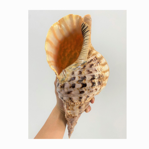 Direct du Vietnam pour l'artisanat Types d'océan grand coquillage trompette Triton conque reine escargot coquille plage coquille de mer - Product Image 1