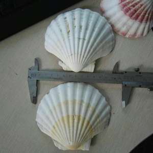 Hermosas conchas marinas para decoración de Tom - Product Image 3