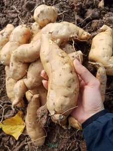 Fournisseur en gros de patates douces fraîches du Vietnam offrant une qualité stable et un prix compétitif sur le marché de l'exportation - Product Image 5