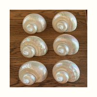 Coquillages Turbo Imperialis pour l'artisanat décoratif, la fabrication de bijoux, la production de souvenirs et le traitement des coquillages marins