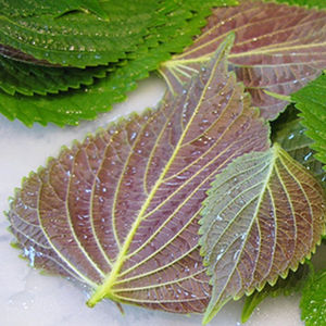 Perilla Fresca de Vietnam en Oferta, Producto Especial de Alta Calidad a Precio Económico - Product Image 1