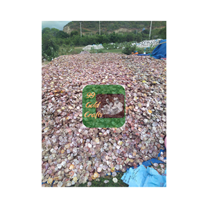 VENTES EN GROS RESSOURCES NATURELLES COQUILLES DE PÊTEAUX DES PLAGES POUR CADEAU NATURE BEAUTÉ COULEUR AVEC HAUTE QUALITÉ FABRIQUÉ AU VIETNAM - Product Image 3